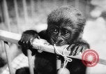 Image of baby animals Europe, 1960, second 37 stock footage video 65675051193