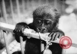 Image of baby animals Europe, 1960, second 38 stock footage video 65675051193