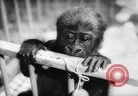 Image of baby animals Europe, 1960, second 39 stock footage video 65675051193