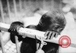 Image of baby animals Europe, 1960, second 40 stock footage video 65675051193