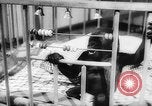 Image of baby animals Europe, 1960, second 41 stock footage video 65675051193