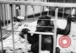Image of baby animals Europe, 1960, second 42 stock footage video 65675051193