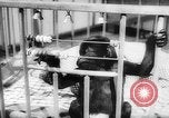 Image of baby animals Europe, 1960, second 43 stock footage video 65675051193
