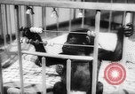 Image of baby animals Europe, 1960, second 44 stock footage video 65675051193