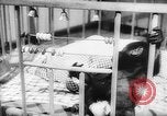Image of baby animals Europe, 1960, second 45 stock footage video 65675051193
