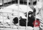 Image of baby animals Europe, 1960, second 46 stock footage video 65675051193