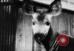 Image of baby animals Europe, 1960, second 47 stock footage video 65675051193