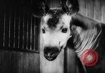 Image of baby animals Europe, 1960, second 48 stock footage video 65675051193