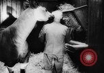 Image of baby animals Europe, 1960, second 49 stock footage video 65675051193