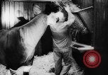 Image of baby animals Europe, 1960, second 50 stock footage video 65675051193