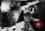 Image of baby animals Europe, 1960, second 51 stock footage video 65675051193