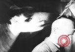 Image of baby animals Europe, 1960, second 52 stock footage video 65675051193