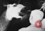 Image of baby animals Europe, 1960, second 54 stock footage video 65675051193