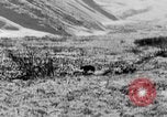 Standbild Grizzly Bear Alaska United States USA, 1929, aus Sekunde 6 historischem Filmmaterial Videoclip 65675051271