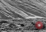 Standbild Grizzly Bear Alaska United States USA, 1929, aus Sekunde 16 historischem Filmmaterial Videoclip 65675051271