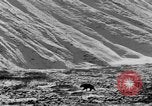 Standbild Grizzly Bear Alaska United States USA, 1929, aus Sekunde 17 historischem Filmmaterial Videoclip 65675051271