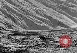 Standbild Grizzly Bear Alaska United States USA, 1929, aus Sekunde 20 historischem Filmmaterial Videoclip 65675051271