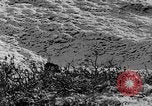 Standbild Grizzly Bear Alaska United States USA, 1929, aus Sekunde 38 historischem Filmmaterial Videoclip 65675051271