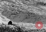 Standbild Grizzly Bear Alaska United States USA, 1929, aus Sekunde 40 historischem Filmmaterial Videoclip 65675051271