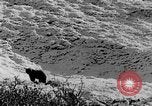 Standbild Grizzly Bear Alaska United States USA, 1929, aus Sekunde 41 historischem Filmmaterial Videoclip 65675051271