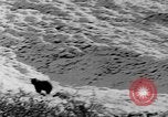 Standbild Grizzly Bear Alaska United States USA, 1929, aus Sekunde 42 historischem Filmmaterial Videoclip 65675051271