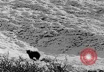 Standbild Grizzly Bear Alaska United States USA, 1929, aus Sekunde 43 historischem Filmmaterial Videoclip 65675051271