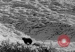 Standbild Grizzly Bear Alaska United States USA, 1929, aus Sekunde 44 historischem Filmmaterial Videoclip 65675051271