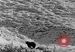 Standbild Grizzly Bear Alaska United States USA, 1929, aus Sekunde 45 historischem Filmmaterial Videoclip 65675051271