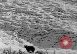 Standbild Grizzly Bear Alaska United States USA, 1929, aus Sekunde 46 historischem Filmmaterial Videoclip 65675051271