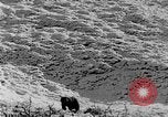 Standbild Grizzly Bear Alaska United States USA, 1929, aus Sekunde 47 historischem Filmmaterial Videoclip 65675051271