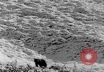 Standbild Grizzly Bear Alaska United States USA, 1929, aus Sekunde 48 historischem Filmmaterial Videoclip 65675051271