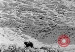 Standbild Grizzly Bear Alaska United States USA, 1929, aus Sekunde 49 historischem Filmmaterial Videoclip 65675051271