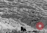 Standbild Grizzly Bear Alaska United States USA, 1929, aus Sekunde 51 historischem Filmmaterial Videoclip 65675051271