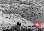 Standbild Grizzly Bear Alaska United States USA, 1929, aus Sekunde 53 historischem Filmmaterial Videoclip 65675051271