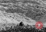 Standbild Grizzly Bear Alaska United States USA, 1929, aus Sekunde 54 historischem Filmmaterial Videoclip 65675051271