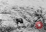 Standbild Grizzly Bear Alaska United States USA, 1929, aus Sekunde 56 historischem Filmmaterial Videoclip 65675051271