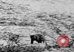 Standbild Grizzly Bear Alaska United States USA, 1929, aus Sekunde 57 historischem Filmmaterial Videoclip 65675051271
