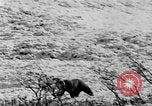 Standbild Grizzly Bear Alaska United States USA, 1929, aus Sekunde 58 historischem Filmmaterial Videoclip 65675051271