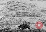 Standbild Grizzly Bear Alaska United States USA, 1929, aus Sekunde 59 historischem Filmmaterial Videoclip 65675051271