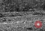 Standbild Ptarmigan Alaska USA, 1929, aus Sekunde 11 historischem Filmmaterial Videoclip 65675051272