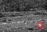 Standbild Ptarmigan Alaska USA, 1929, aus Sekunde 12 historischem Filmmaterial Videoclip 65675051272