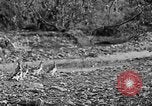 Standbild Ptarmigan Alaska USA, 1929, aus Sekunde 13 historischem Filmmaterial Videoclip 65675051272