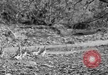 Standbild Ptarmigan Alaska USA, 1929, aus Sekunde 14 historischem Filmmaterial Videoclip 65675051272