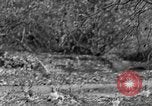Standbild Ptarmigan Alaska USA, 1929, aus Sekunde 19 historischem Filmmaterial Videoclip 65675051272