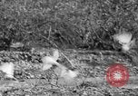 Standbild Ptarmigan Alaska USA, 1929, aus Sekunde 20 historischem Filmmaterial Videoclip 65675051272