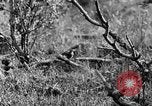 Standbild Ptarmigan Alaska USA, 1929, aus Sekunde 23 historischem Filmmaterial Videoclip 65675051272