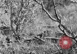 Standbild Ptarmigan Alaska USA, 1929, aus Sekunde 28 historischem Filmmaterial Videoclip 65675051272