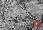 Standbild Ptarmigan Alaska USA, 1929, aus Sekunde 29 historischem Filmmaterial Videoclip 65675051272