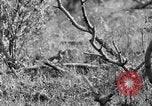 Standbild Ptarmigan Alaska USA, 1929, aus Sekunde 31 historischem Filmmaterial Videoclip 65675051272