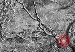 Standbild Ptarmigan Alaska USA, 1929, aus Sekunde 32 historischem Filmmaterial Videoclip 65675051272